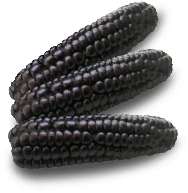 Lila Mais (getrocknet/ganze Kolben) - CostaSierraSelva, 10kg